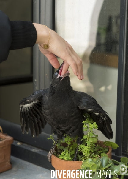 Animal. Sauvetage d une jeune corneille trouvée seule et bléssée. Crow bird rescue