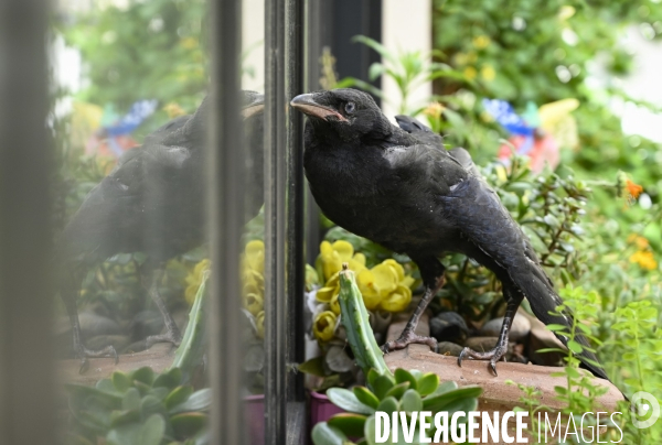 Animal. Sauvetage d une jeune corneille trouvée seule et bléssée. Crow bird rescue