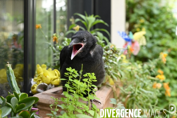 Animal. Sauvetage d une jeune corneille trouvée seule et bléssée. Crow bird rescue