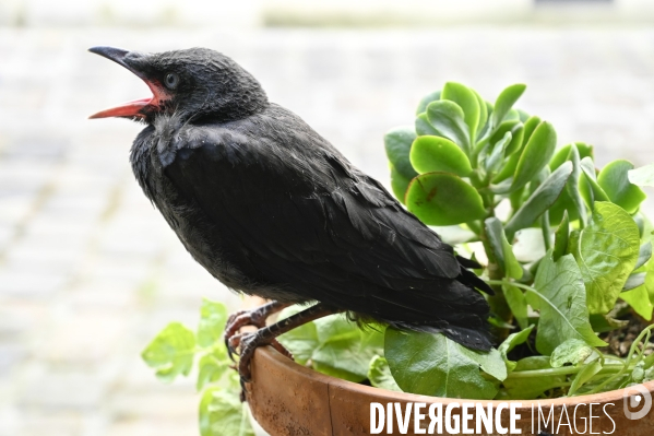 Animal. Sauvetage d une jeune corneille trouvée seule et bléssée. Crow bird rescue