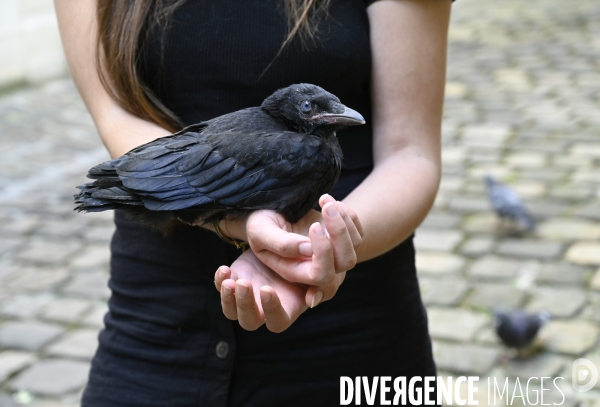 Animal. Sauvetage d une jeune corneille trouvée seule et bléssée. Crow bird rescue