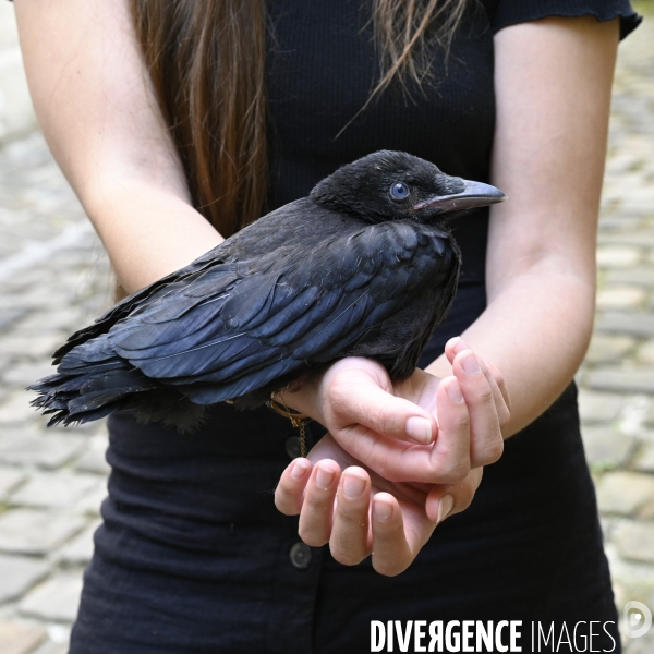 Animal. Sauvetage d une jeune corneille trouvée seule et bléssée. Crow bird rescue