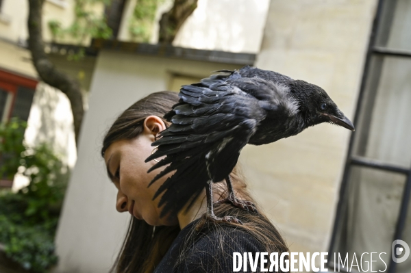 Animal. Sauvetage d une jeune corneille trouvée seule et bléssée. Crow bird rescue