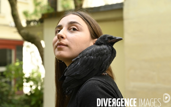 Animal. Sauvetage d une jeune corneille trouvée seule et bléssée. Crow bird rescue