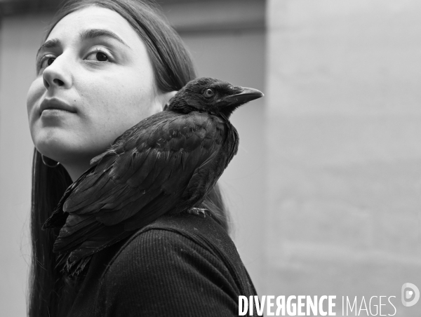 Animal. Sauvetage d une jeune corneille trouvée seule et bléssée. Crow bird rescue