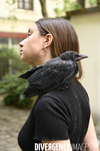 Animal. Sauvetage d une jeune corneille trouvée seule et bléssée. Crow bird rescue