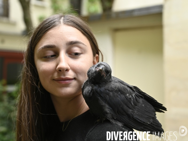 Animal. Sauvetage d une jeune corneille trouvée seule et bléssée. Crow bird rescue