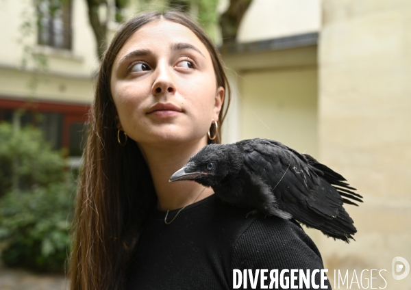 Animal. Sauvetage d une jeune corneille trouvée seule et bléssée. Crow bird rescue