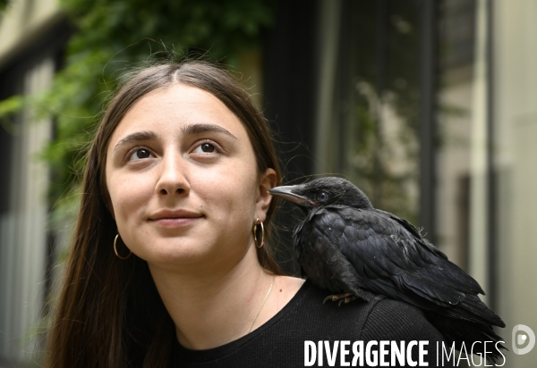 Animal. Sauvetage d une jeune corneille trouvée seule et bléssée. Crow bird rescue