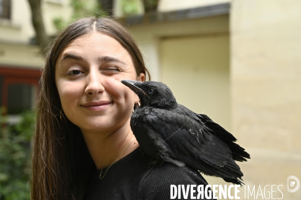 Animal. Sauvetage d une jeune corneille trouvée seule et bléssée. Crow bird rescue