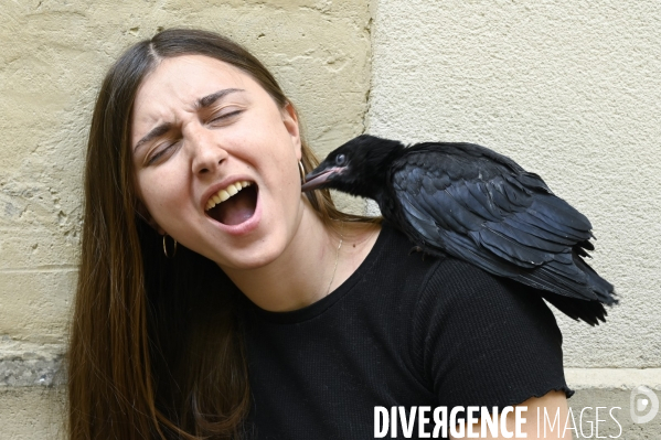 Animal. Sauvetage d une jeune corneille trouvée seule et bléssée. Crow bird rescue