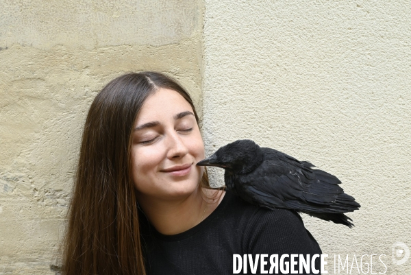 Animal. Sauvetage d une jeune corneille trouvée seule et bléssée. Crow bird rescue