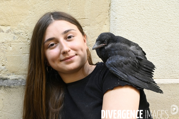 Animal. Sauvetage d une jeune corneille trouvée seule et bléssée. Crow bird rescue