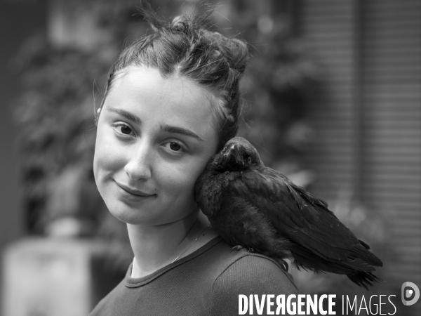 Animal. Sauvetage d une jeune corneille trouvée seule et bléssée. Crow bird rescue