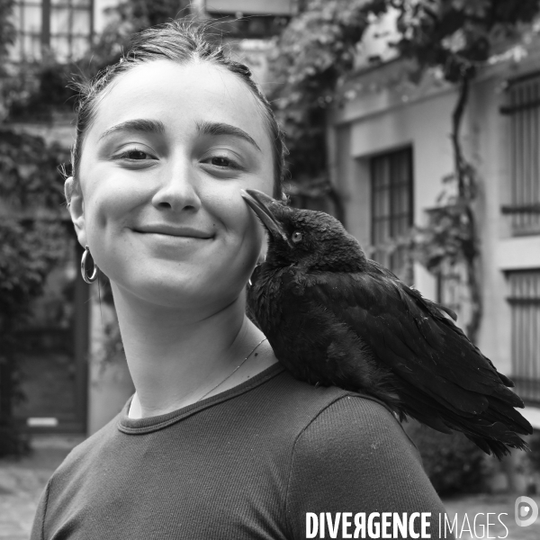 Animal. Sauvetage d une jeune corneille trouvée seule et bléssée. Crow bird rescue