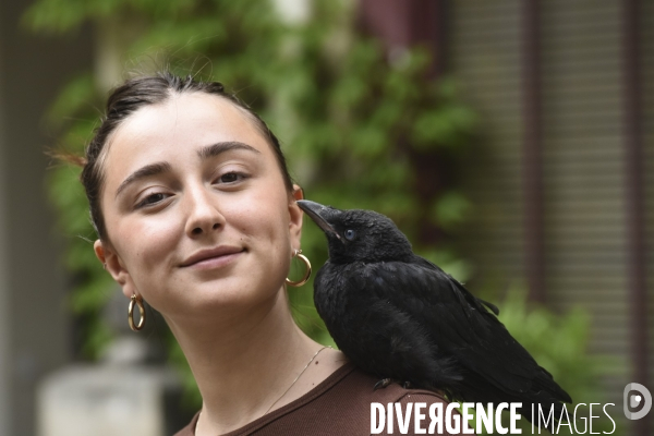 Animal. Sauvetage d une jeune corneille trouvée seule et bléssée. Crow bird rescue