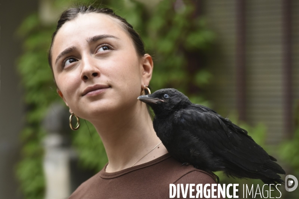 Animal. Sauvetage d une jeune corneille trouvée seule et bléssée. Crow bird rescue