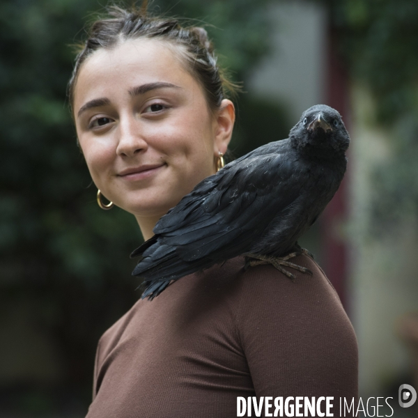 Animal. Sauvetage d une jeune corneille trouvée seule et bléssée. Crow bird rescue