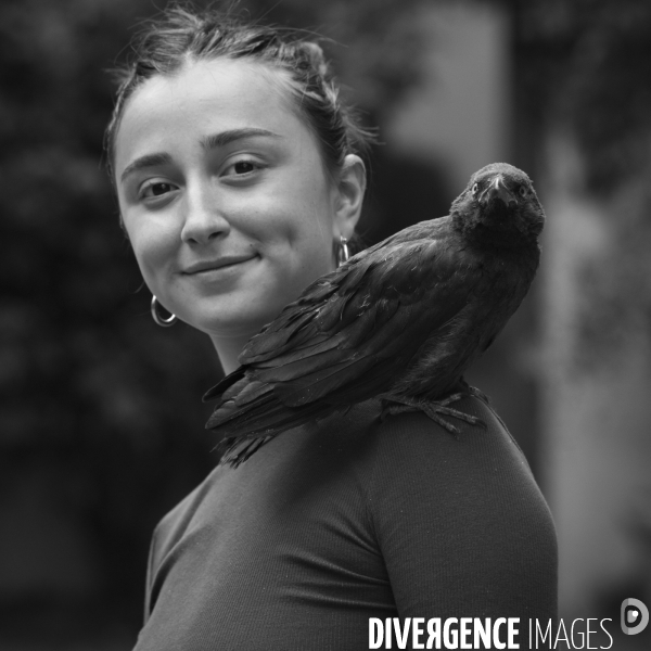 Animal. Sauvetage d une jeune corneille trouvée seule et bléssée. Crow bird rescue