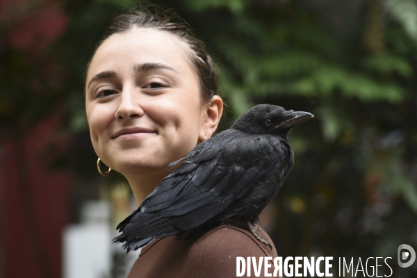 Animal. Sauvetage d une jeune corneille trouvée seule et bléssée. Crow bird rescue