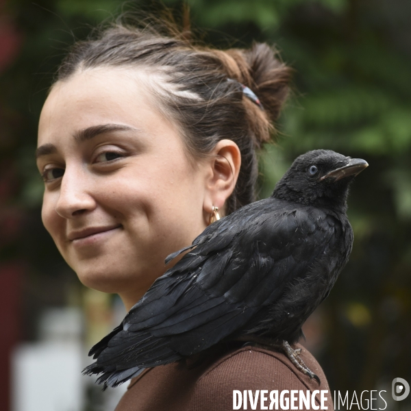 Animal. Sauvetage d une jeune corneille trouvée seule et bléssée. Crow bird rescue