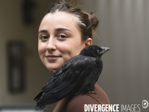 Animal. Sauvetage d une jeune corneille trouvée seule et bléssée. Crow bird rescue