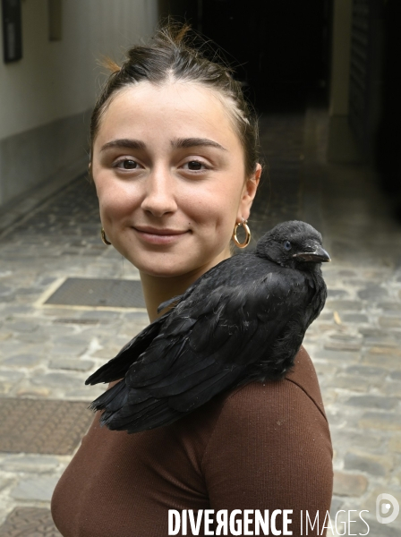 Animal. Sauvetage d une jeune corneille trouvée seule et bléssée. Crow bird rescue