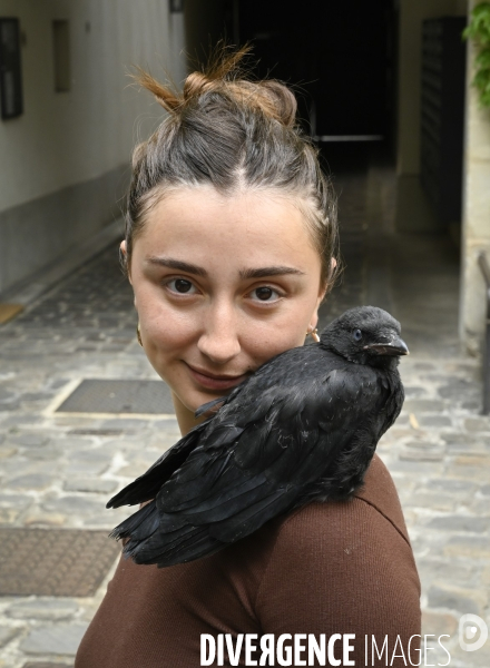 Animal. Sauvetage d une jeune corneille trouvée seule et bléssée. Crow bird rescue