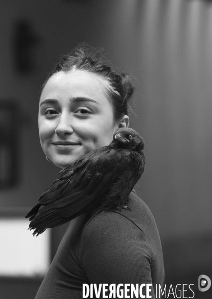 Animal. Sauvetage d une jeune corneille trouvée seule et bléssée. Crow bird rescue