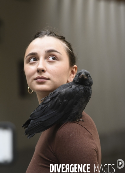 Animal. Sauvetage d une jeune corneille trouvée seule et bléssée. Crow bird rescue