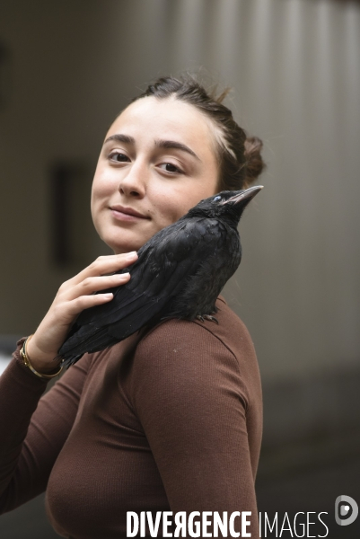 Animal. Sauvetage d une jeune corneille trouvée seule et bléssée. Crow bird rescue