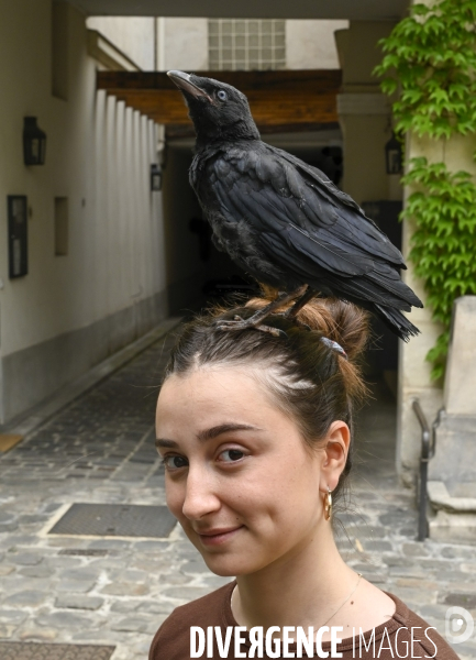 Animal. Sauvetage d une jeune corneille trouvée seule et bléssée. Crow bird rescue