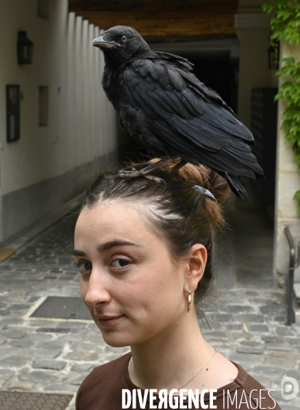 Animal. Sauvetage d une jeune corneille trouvée seule et bléssée. Crow bird rescue