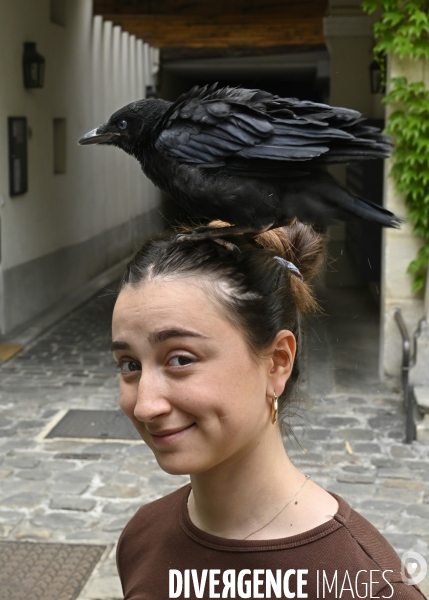 Animal. Sauvetage d une jeune corneille trouvée seule et bléssée. Crow bird rescue