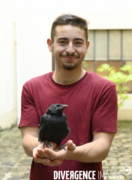 Animal. Sauvetage d une jeune corneille trouvée seule et bléssée. Crow bird rescue