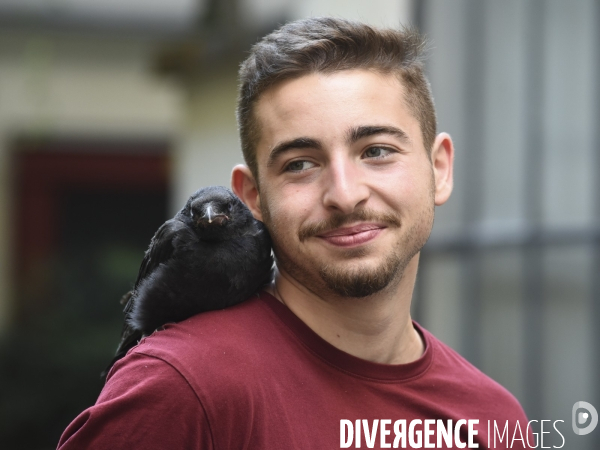 Animal. Sauvetage d une jeune corneille trouvée seule et bléssée. Crow bird rescue