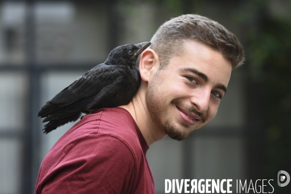 Animal. Sauvetage d une jeune corneille trouvée seule et bléssée. Crow bird rescue