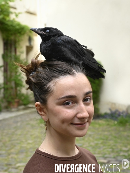 Animal. Sauvetage d une jeune corneille trouvée seule et bléssée. Crow bird rescue