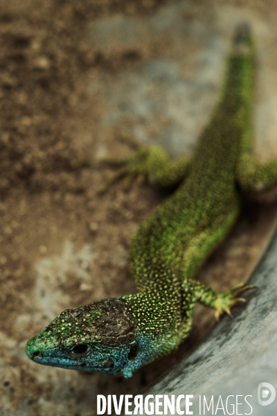 Le lézard vert