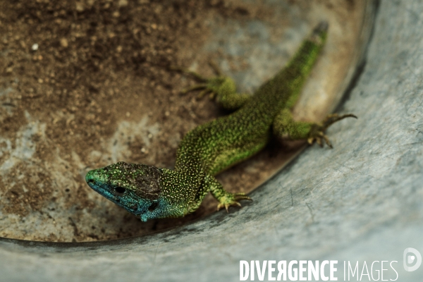 Le lézard vert