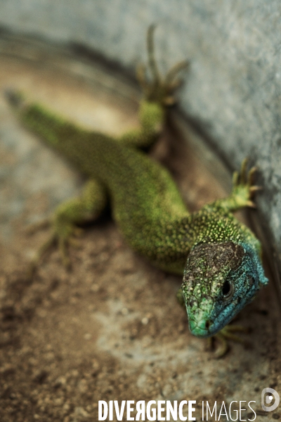 Le lézard vert