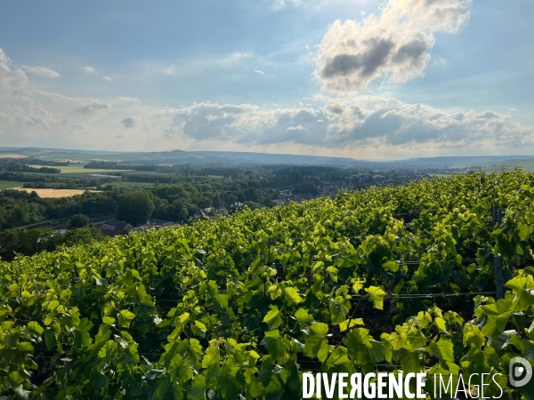 Vignes champenoises