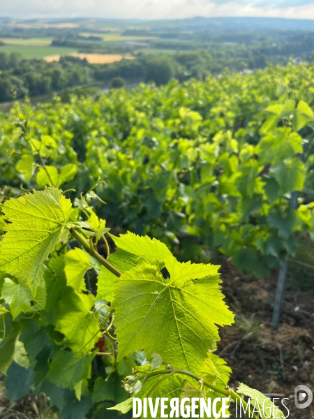 Vignes champenoises