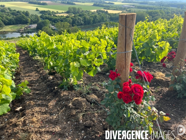 Vignes champenoises