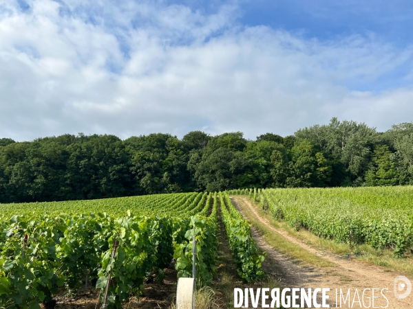 Vignes champenoises