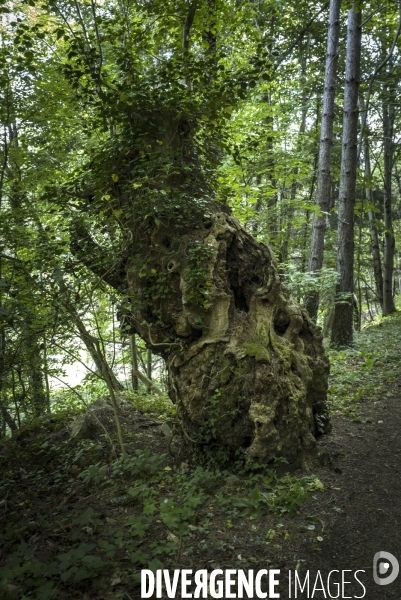 Sur le chemin de Stevenson