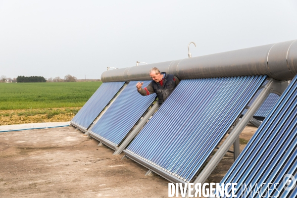 Elevage de veaux de boucherie