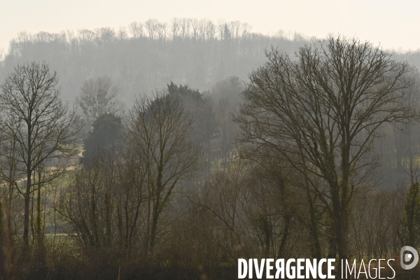 Des chênes centenaires, des forêts du Perche, pour reconstruire Notre-Dame de Paris