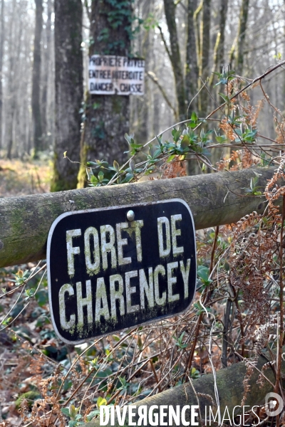 Des chênes centenaires, des forêts du Perche, pour reconstruire Notre-Dame de Paris