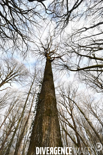 Des chênes centenaires, des forêts du Perche, pour reconstruire Notre-Dame de Paris